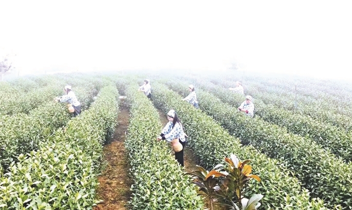 延长产业链 一株茶树产出5种茶