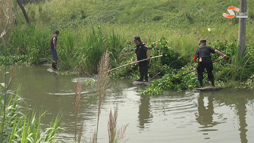 景观河成了“水葫芦养殖场”和洗衣池？
