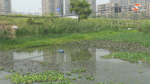 景观河成了“水葫芦养殖场”和洗衣池？