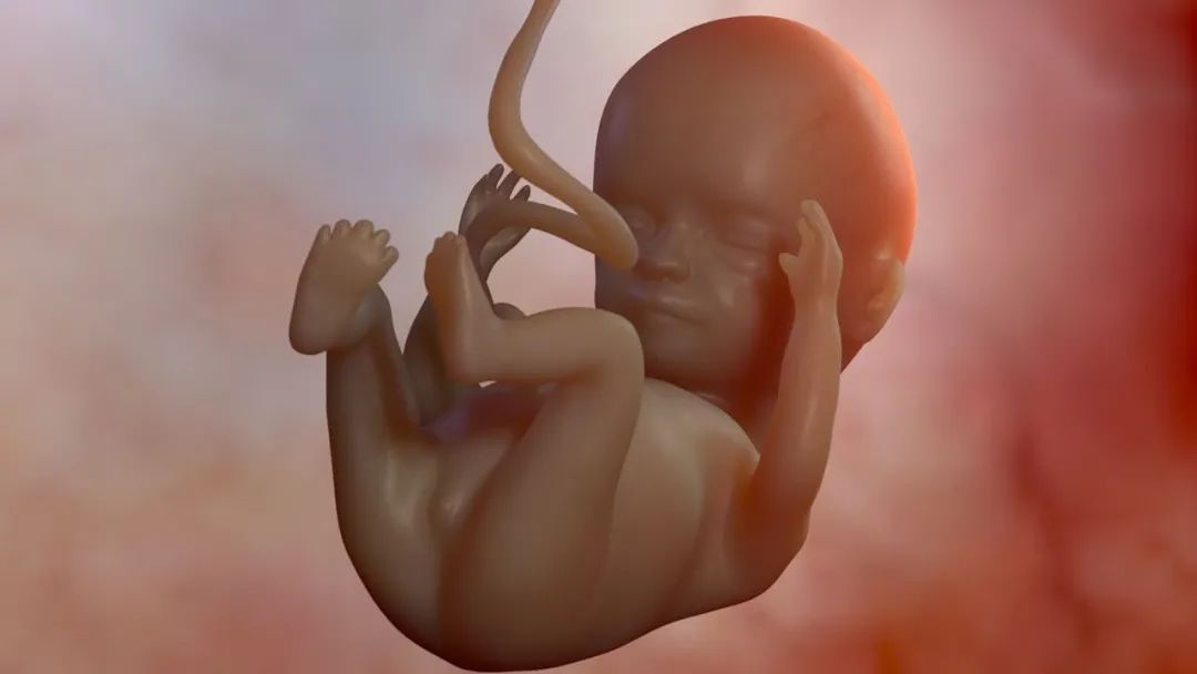 18周胎儿在母体图片图片