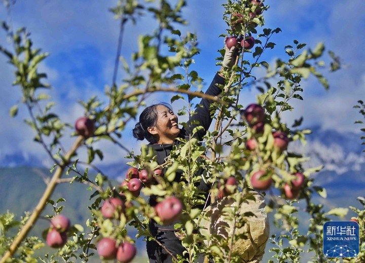 △10月20日，村民在四川省甘孜藏族自治州乡城县青德镇万亩果园里采摘苹果。