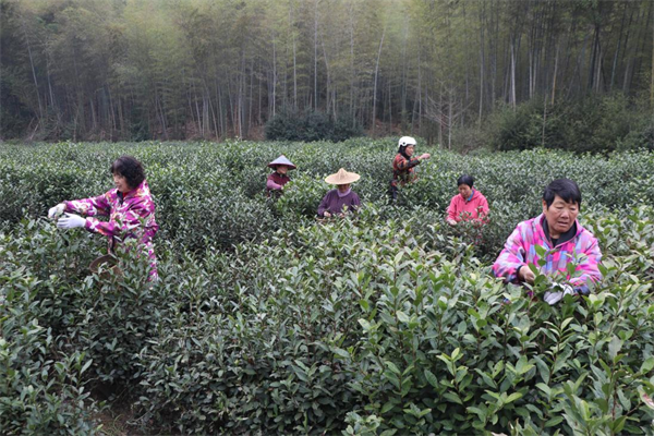 传承了700多年的茶是种什么味道？戴村这里第一波春茶开摘啦！