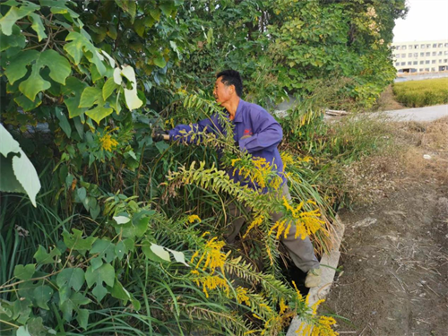 益农各村社清理加拿大一枝黄花，筑牢生态安全屏障