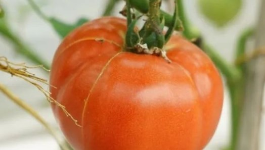 快来尝鲜：益农村的蕃茄上市啦！
